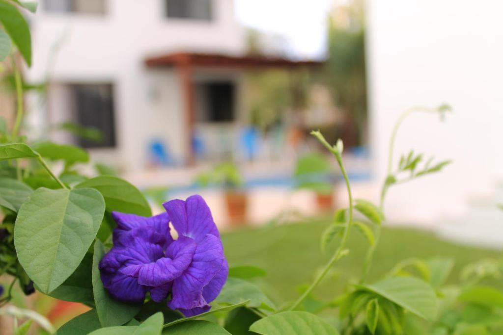 Green Oasis Home Boutique Playa del Carmen Phòng bức ảnh