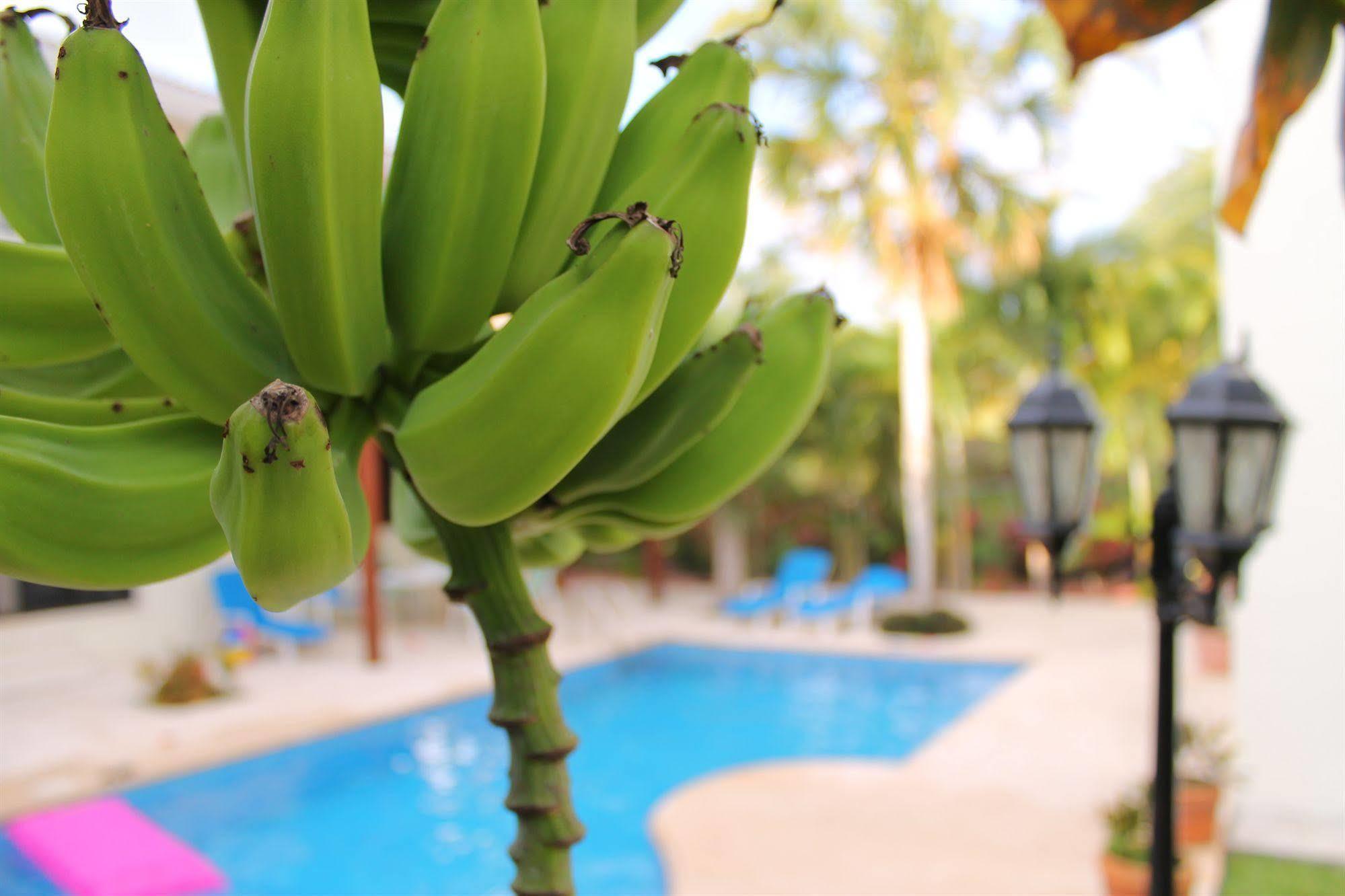 Green Oasis Home Boutique Playa del Carmen Ngoại thất bức ảnh